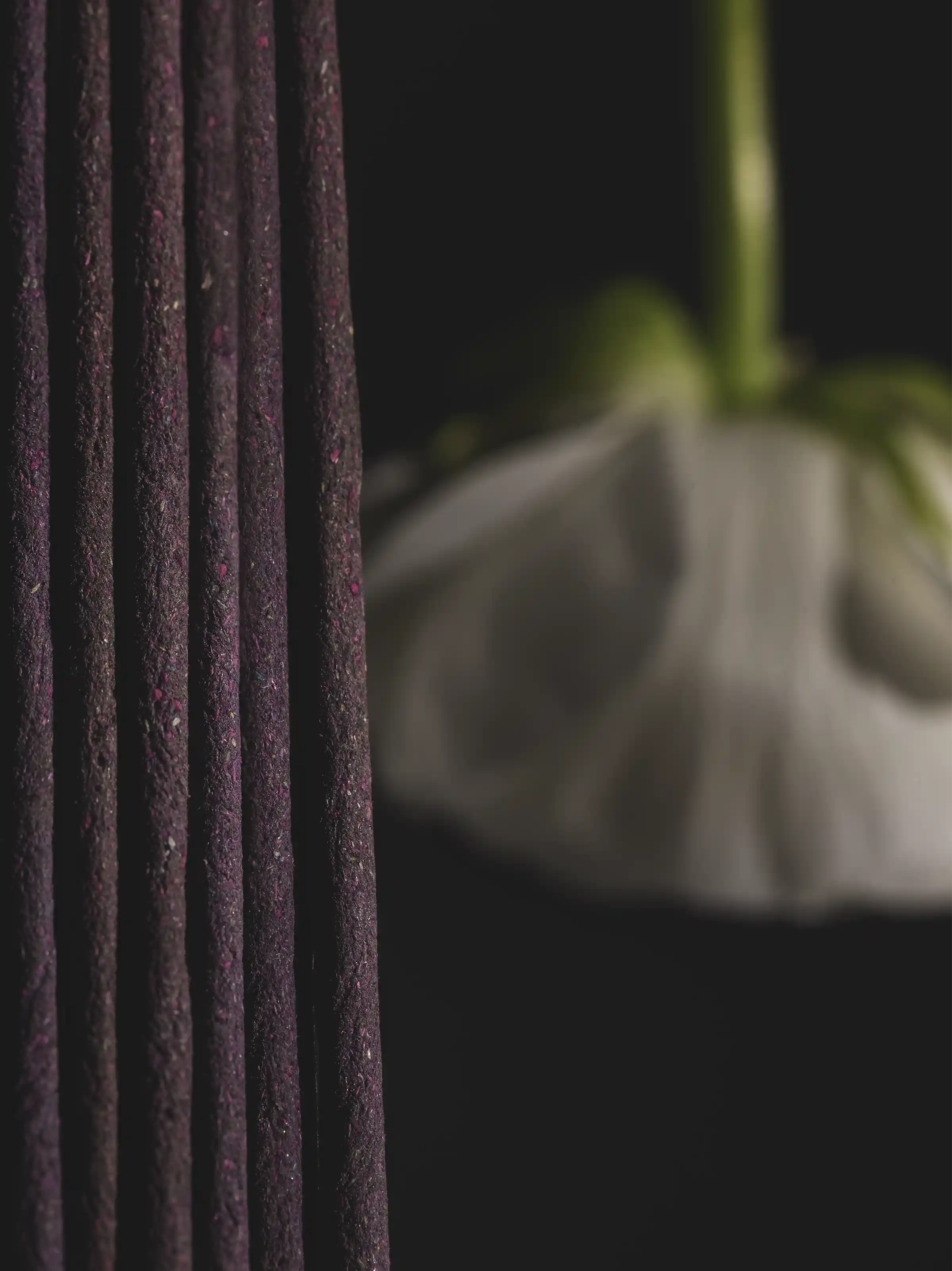 GARDENIA BLOOM 2