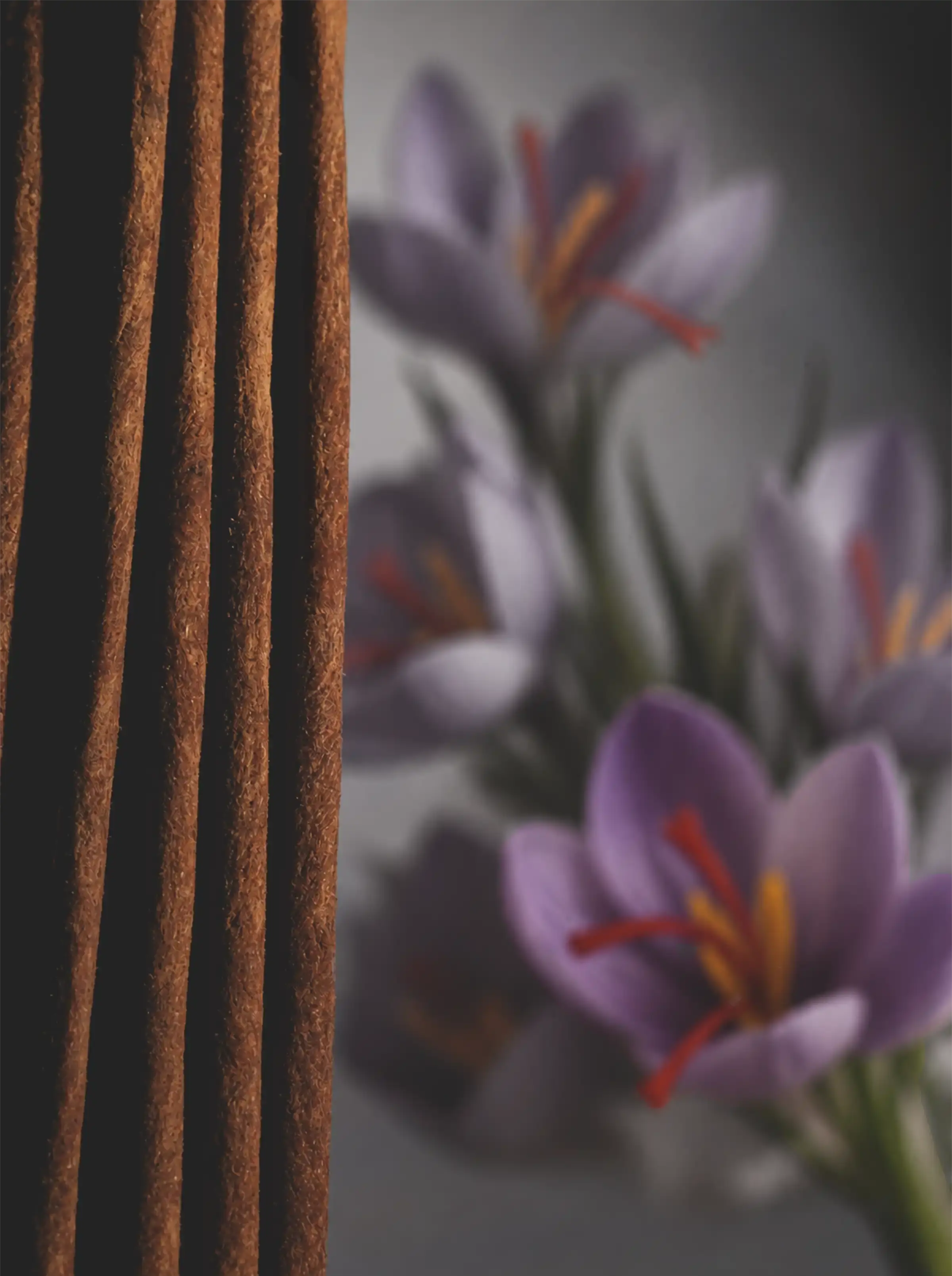 SAFFRON BLOOM 2