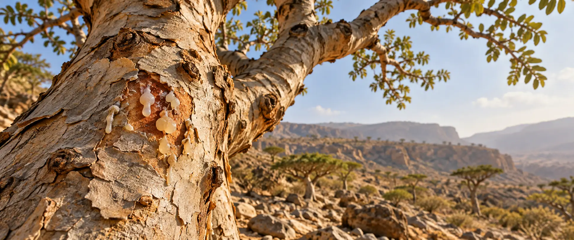 Frankincense